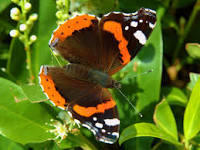 Image result for red admiral